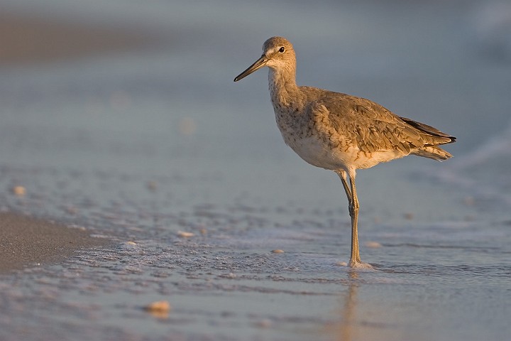 Schlammtreter Catoptrophorus semipalmatus Willet